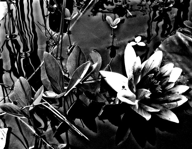 fleurs de lys