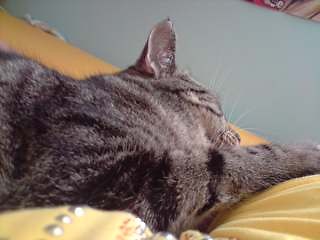 Kiciuuuuusia :)