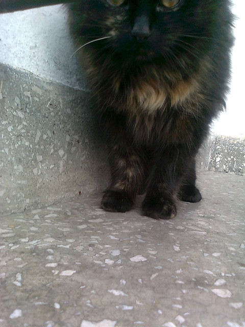 pusia .