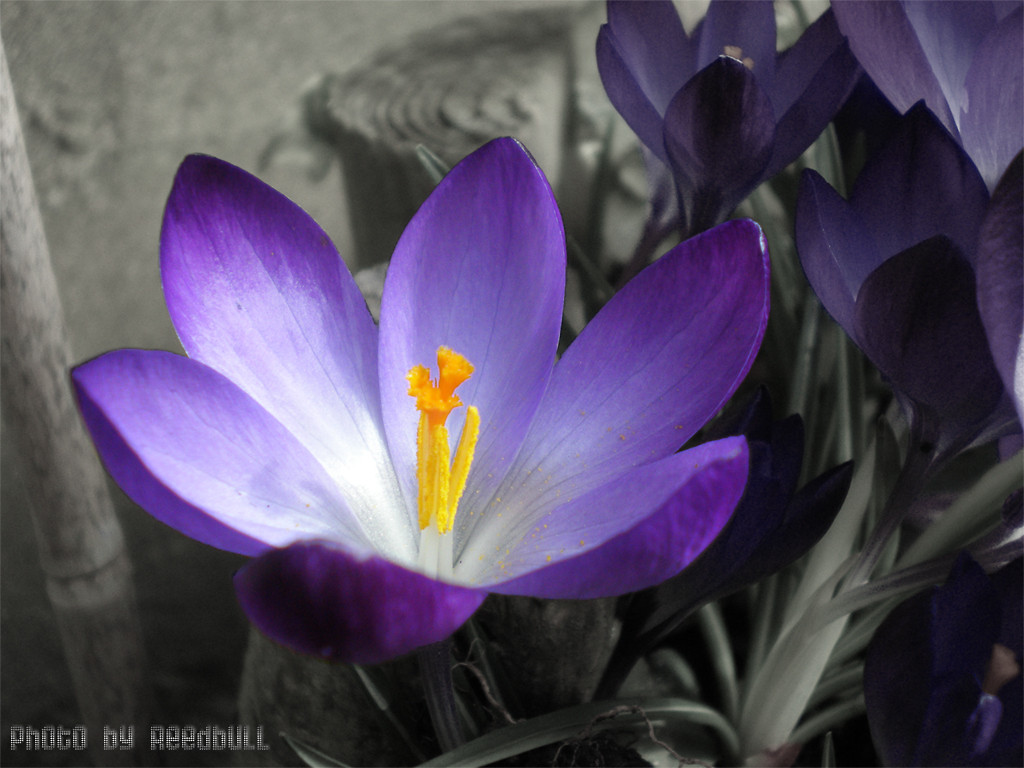 Flower by ReedBull