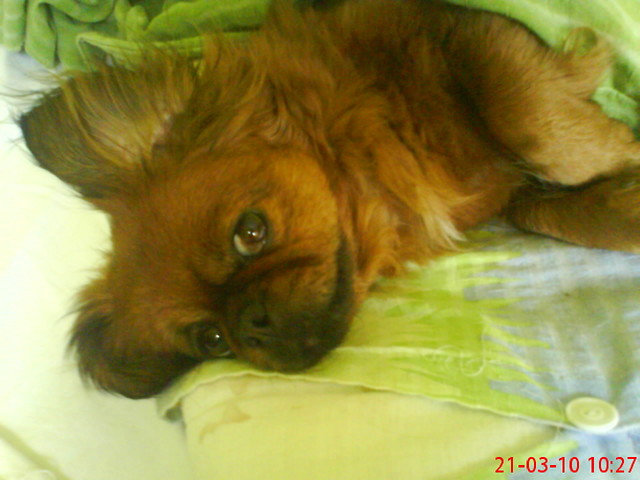 Xencia;*