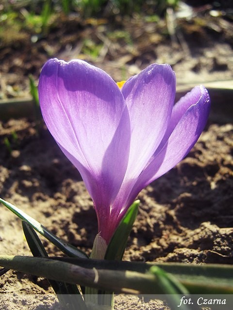 wiosna..