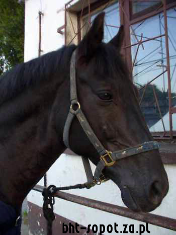 Paladyn