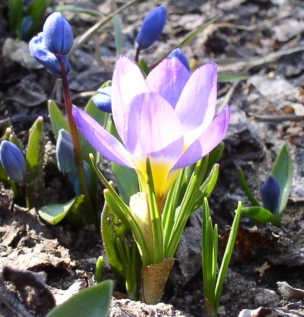wiosna