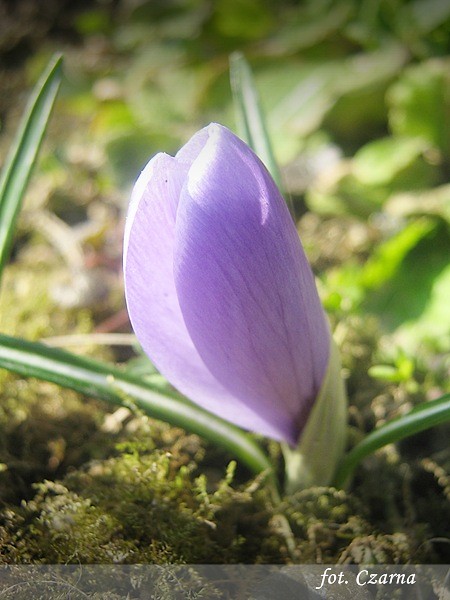 wiosna nr.3