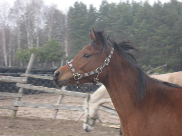 Femma:)