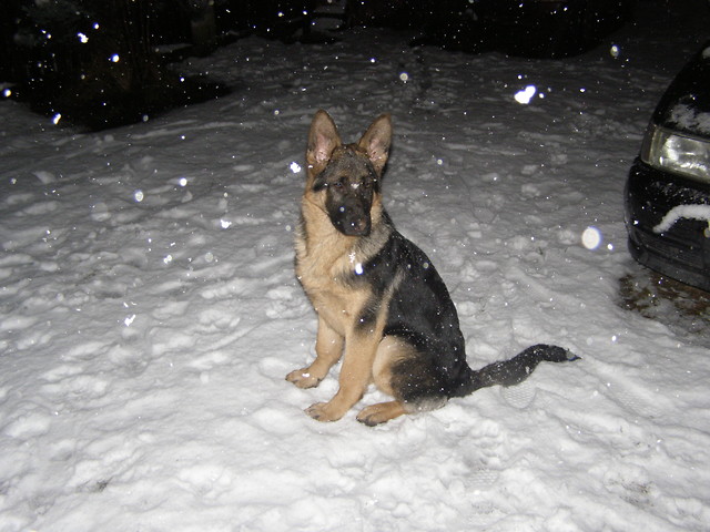 Borys