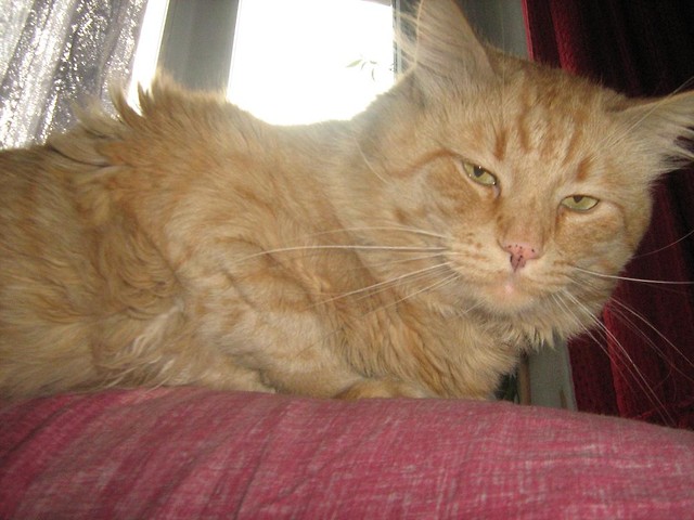 Fifi ;**