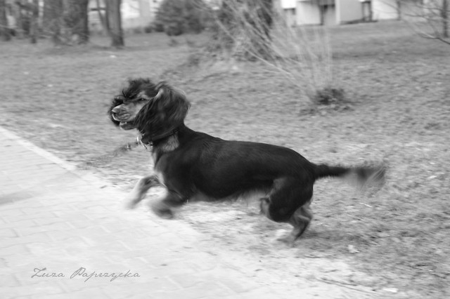 Gaja