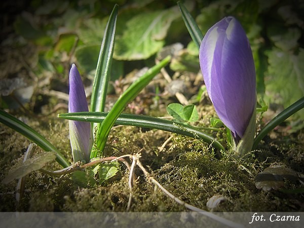 Bliniaki:)