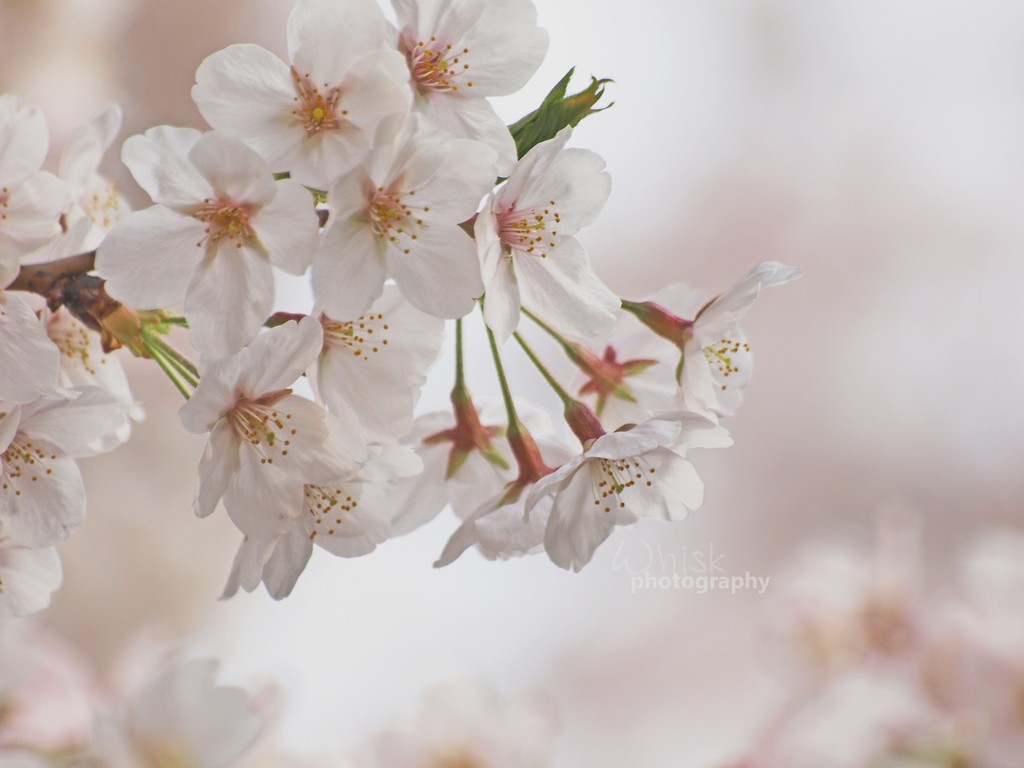 flowers 2008