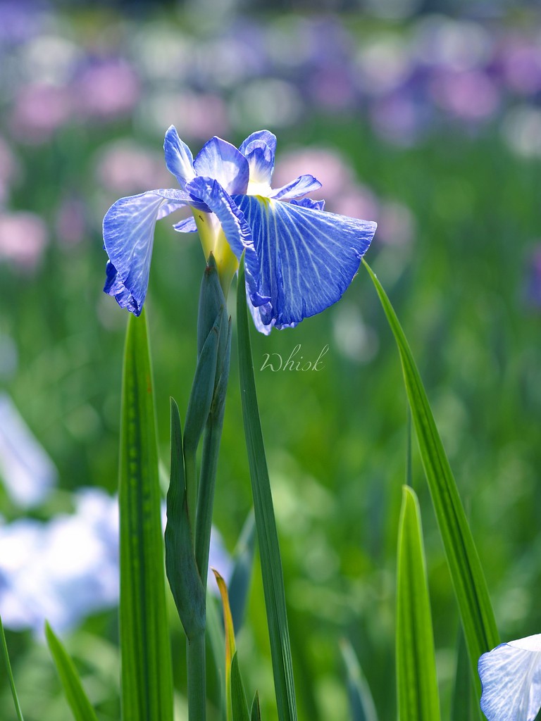 flowers 2008