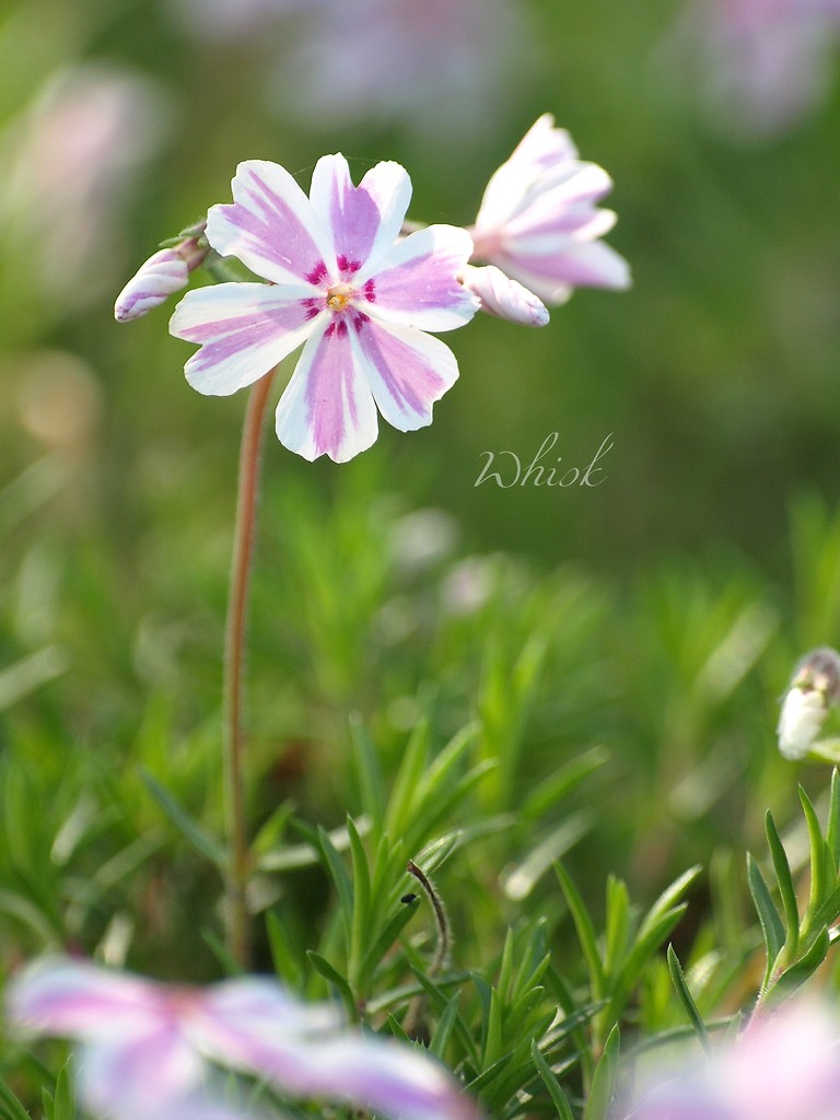 flowers 2008