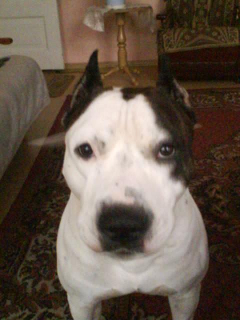 MoJ CzAkU:):****