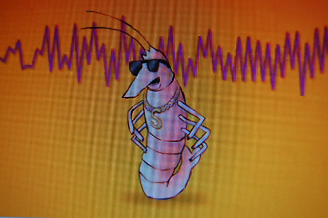 Rapping shrimp