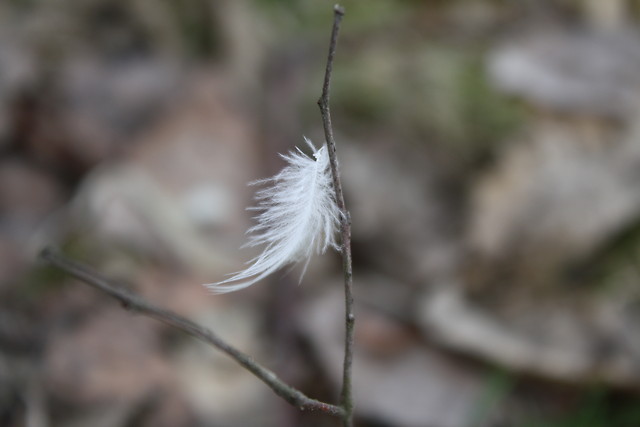 Feather.