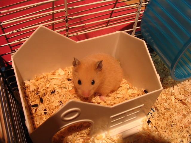 Chomcio