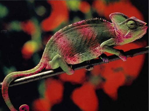  Kameleon = )