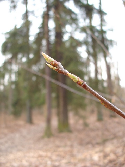 spring.