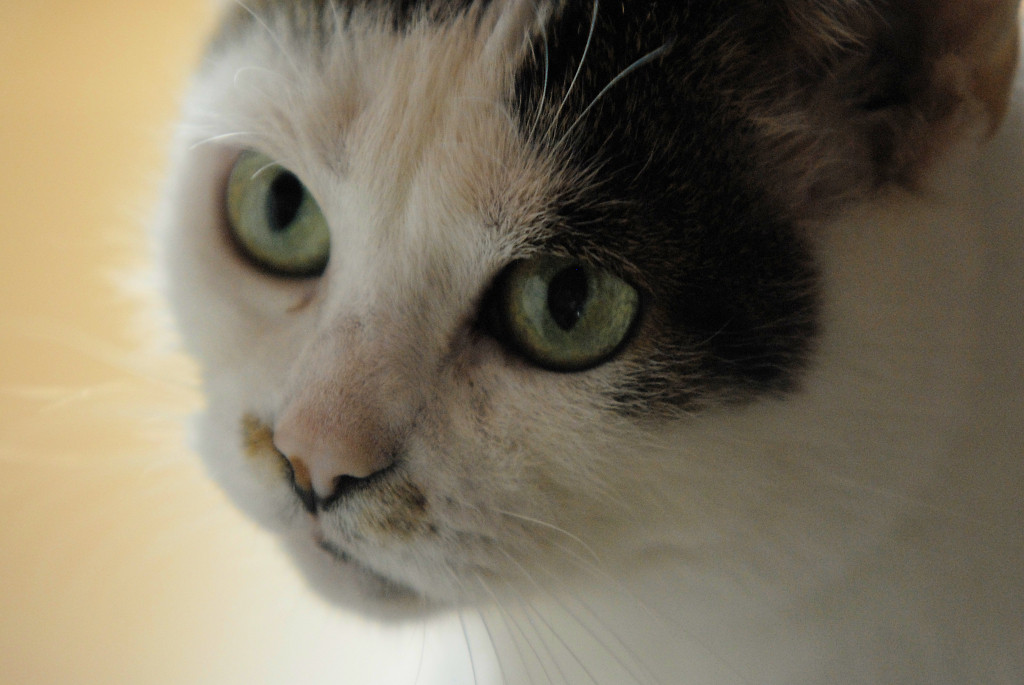 In Memoriam Psotka