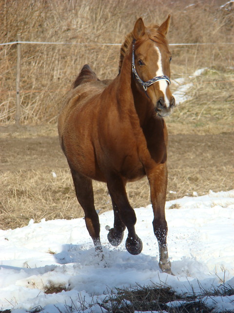 Laguniasta . :**