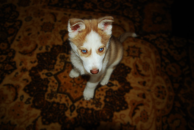 Bilbo