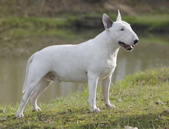 Bulterier