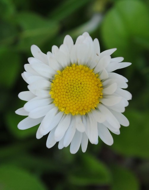 wiosna prawdziwa.