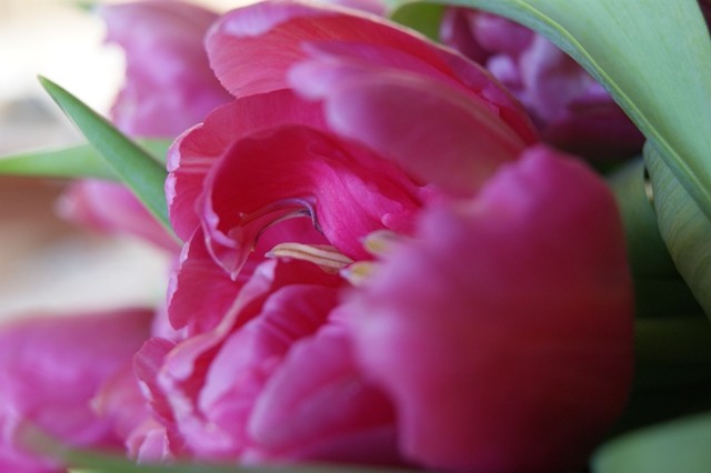 Tulipany