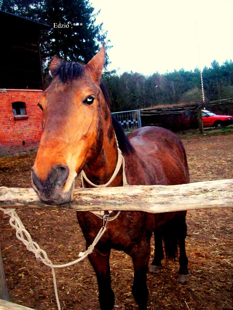 EdzioOo ;'P