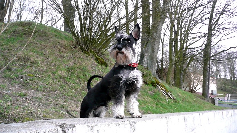 model