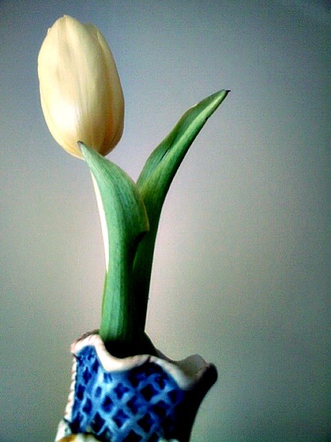tulipan.