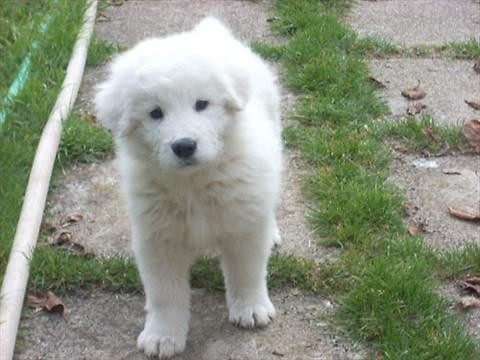 Cane da pastore Maremmano-Abruzz