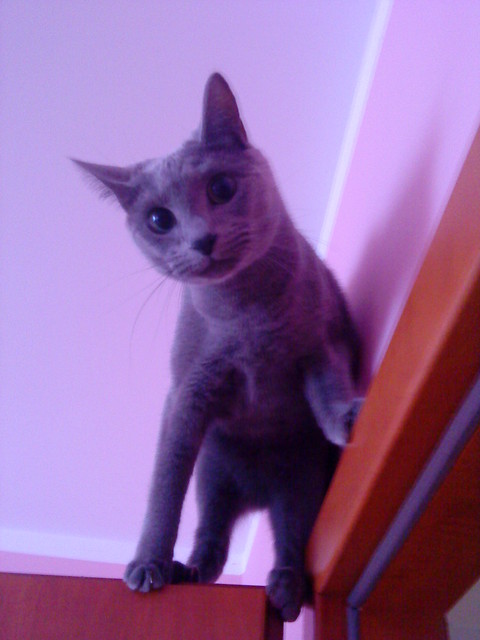 SpiderCat