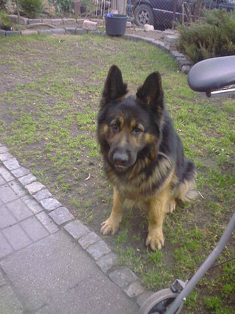 mj :****