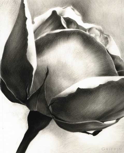 rose.