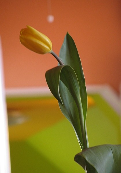 Tulipan