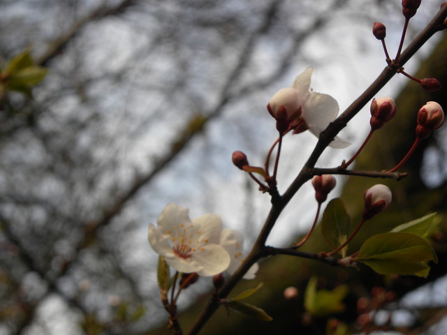 a spring is coming!