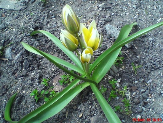 wiosenny ;]