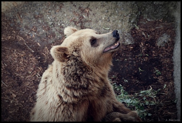 Zoo.
