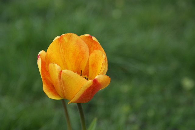 TuliPan.
