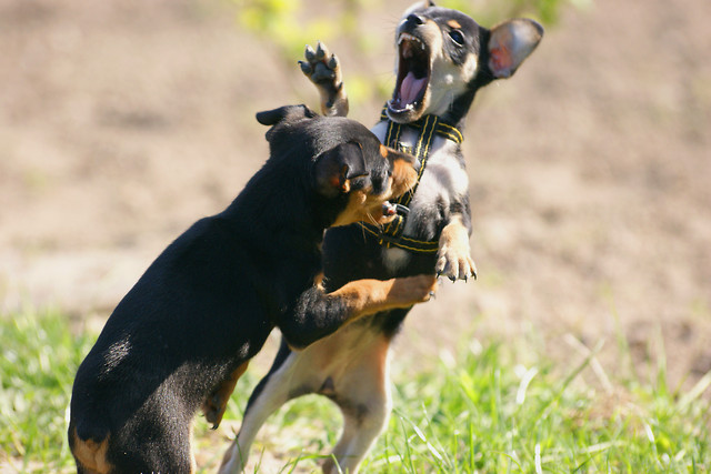 Fight  xD