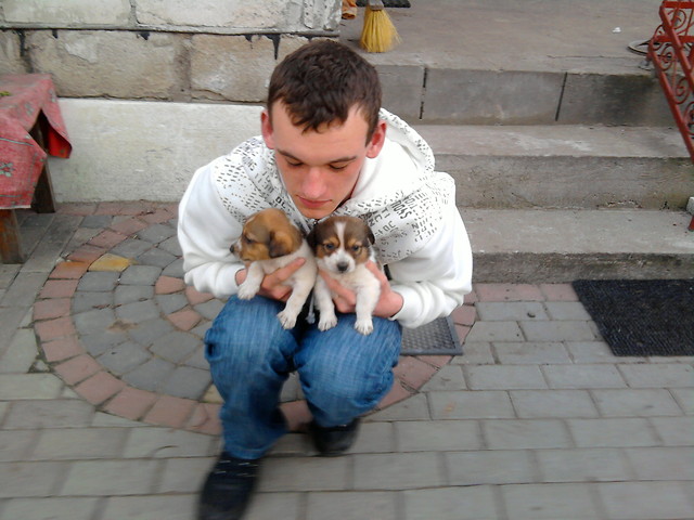 Pieski :)