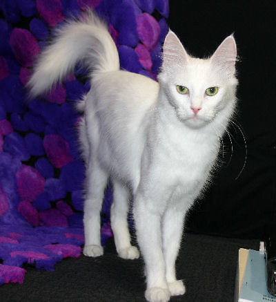 Angora Turecki