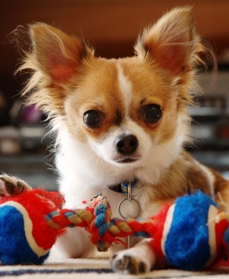 Chihuahua 