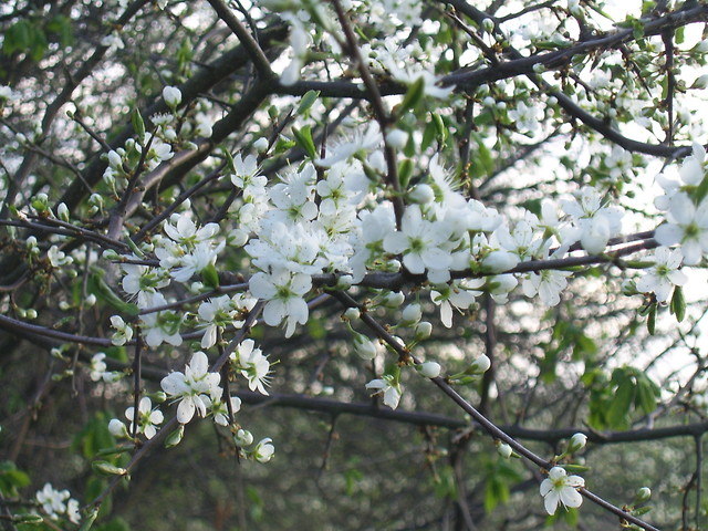 Spring. 
