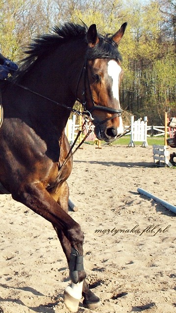Martynowe ; *