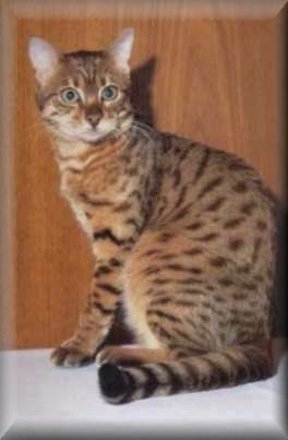 Kot Bengalski 