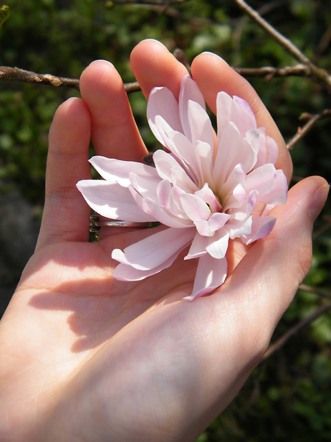 magnolia