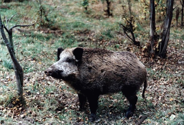 Wygld po kurcaji hormonalnej.